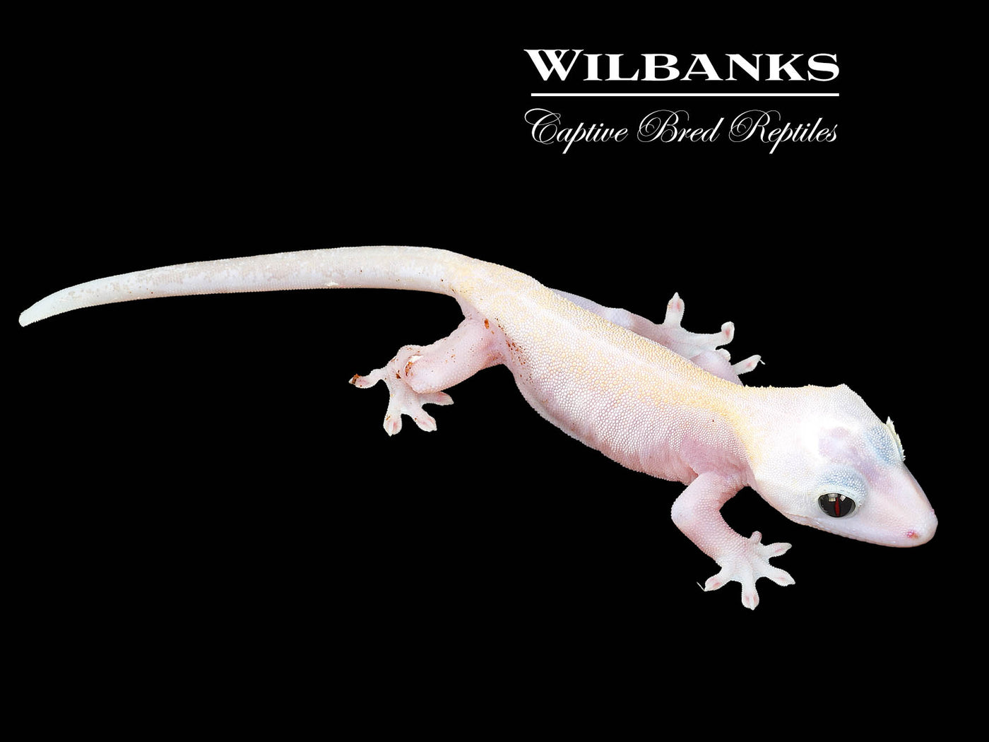 Super Fire aka Black Eyed Leucistic Crested Gecko ♂ '25