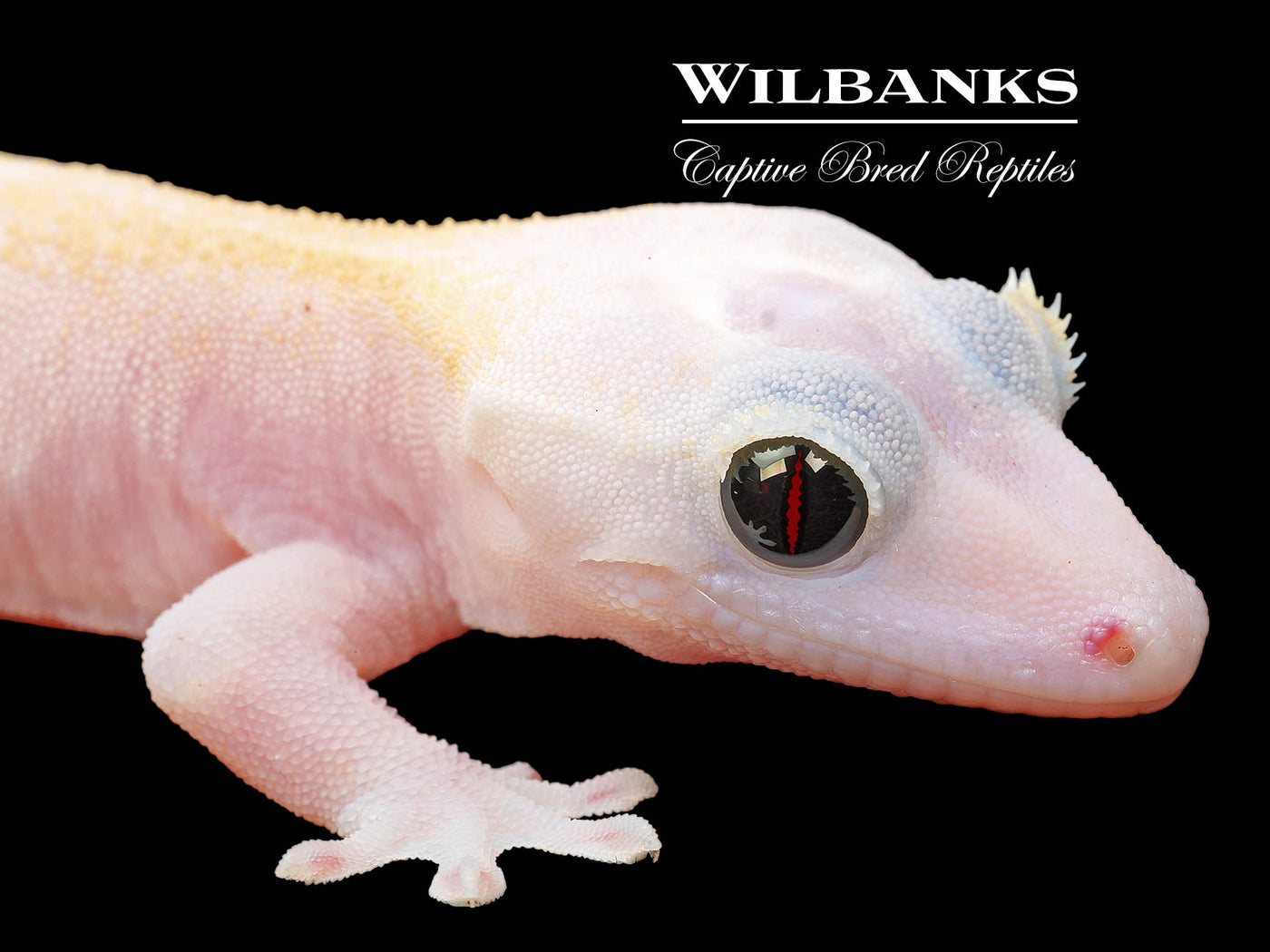 Super Fire aka Black Eyed Leucistic Crested Gecko ♂ '25