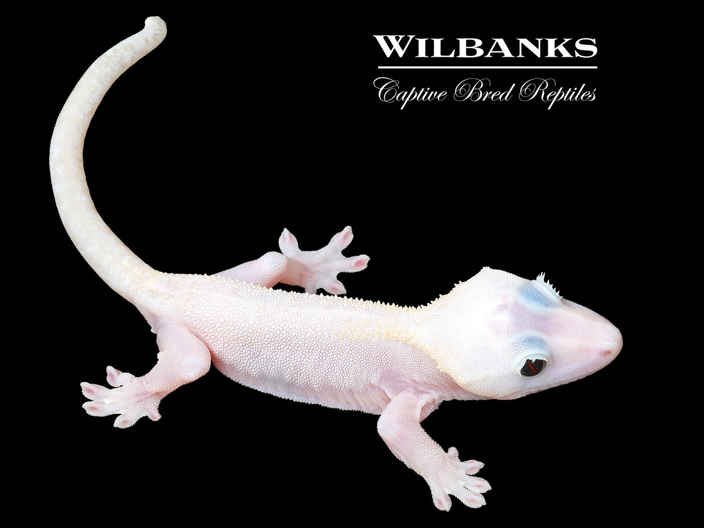 Super Fire aka Black Eyed Leucistic Crested Gecko ♂ '25