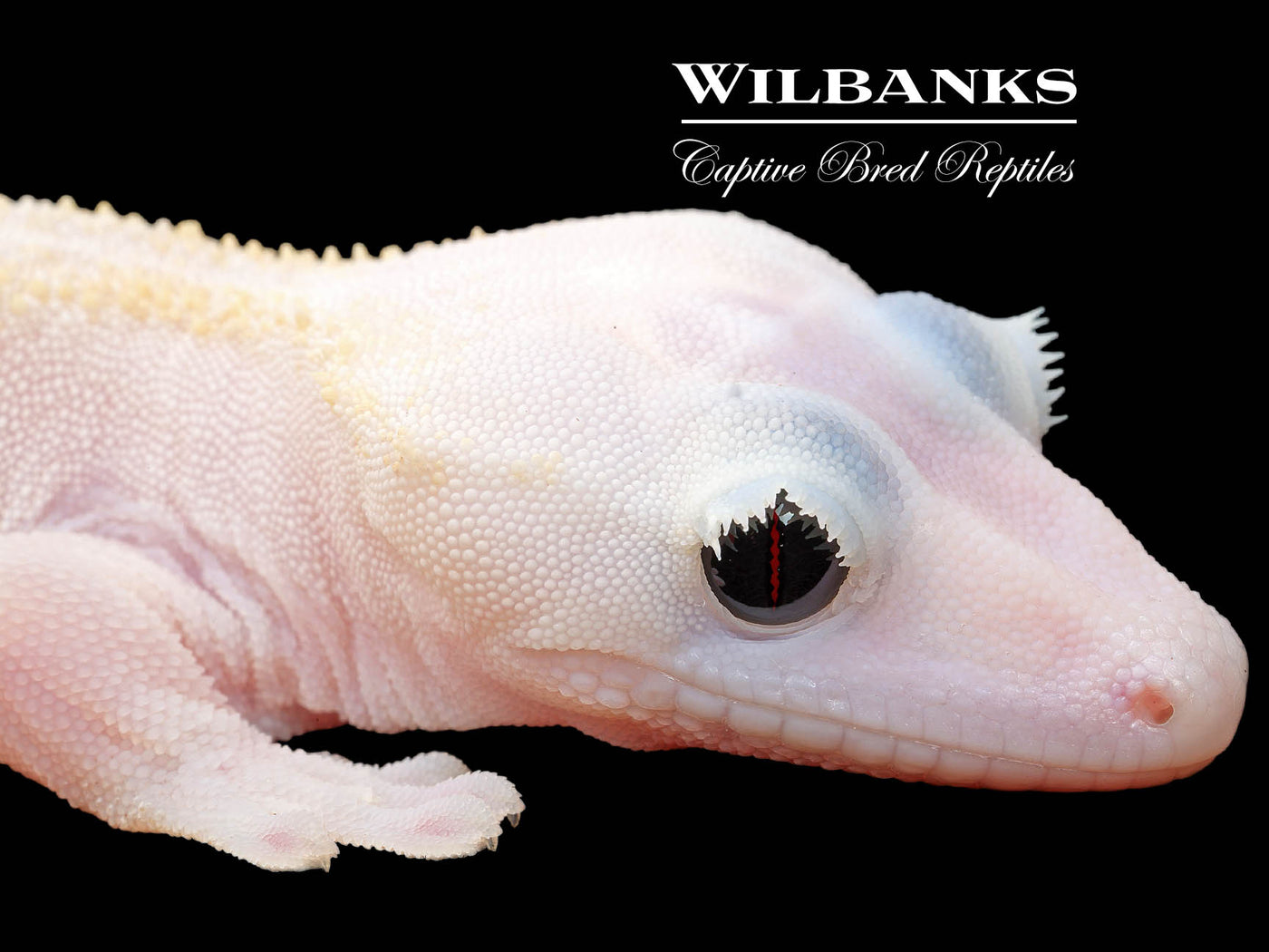 Super Fire aka Black Eyed Leucistic Crested Gecko ♂ '25