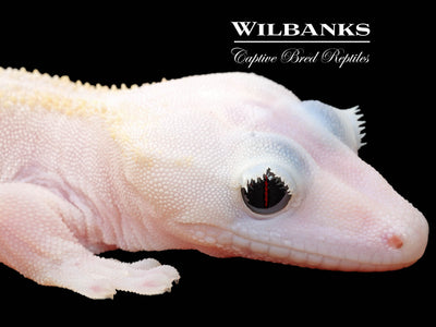 Super Fire aka Black Eyed Leucistic Crested Gecko ♂ '25