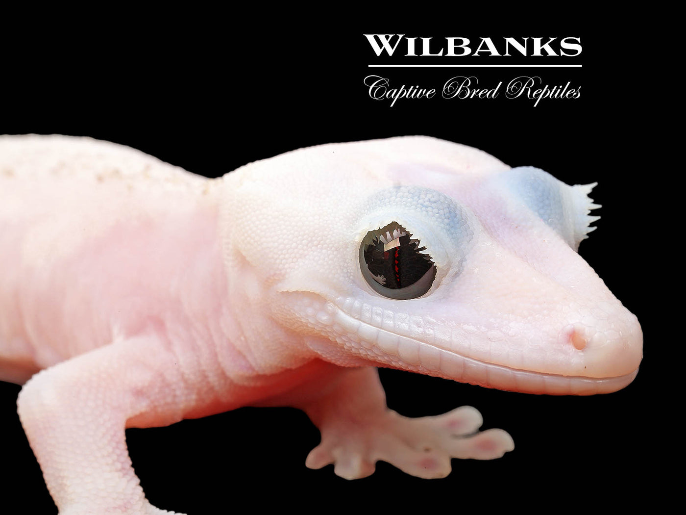Super Fire aka Black Eyed Leucistic Crested Gecko ♂ '25