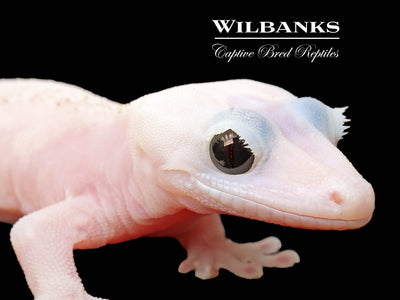 Super Fire aka Black Eyed Leucistic Crested Gecko ♂ '25