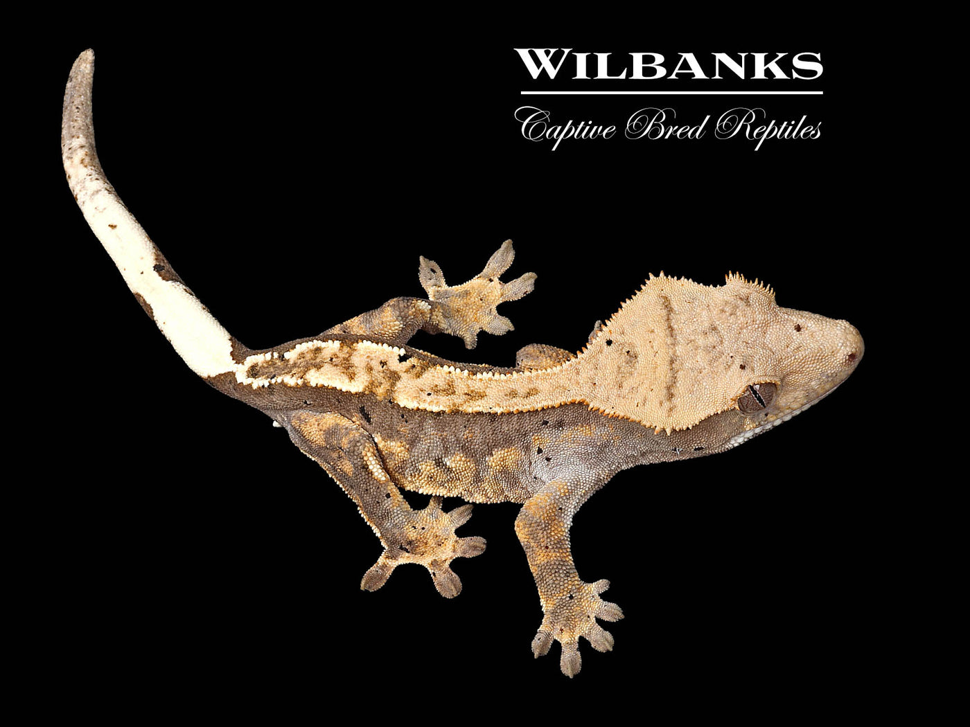 Flame Dalmatian Crested Gecko '25