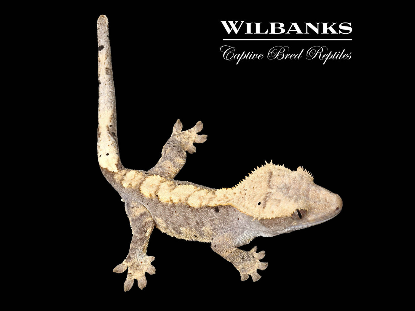 Flame Dalmatian Crested Gecko '24