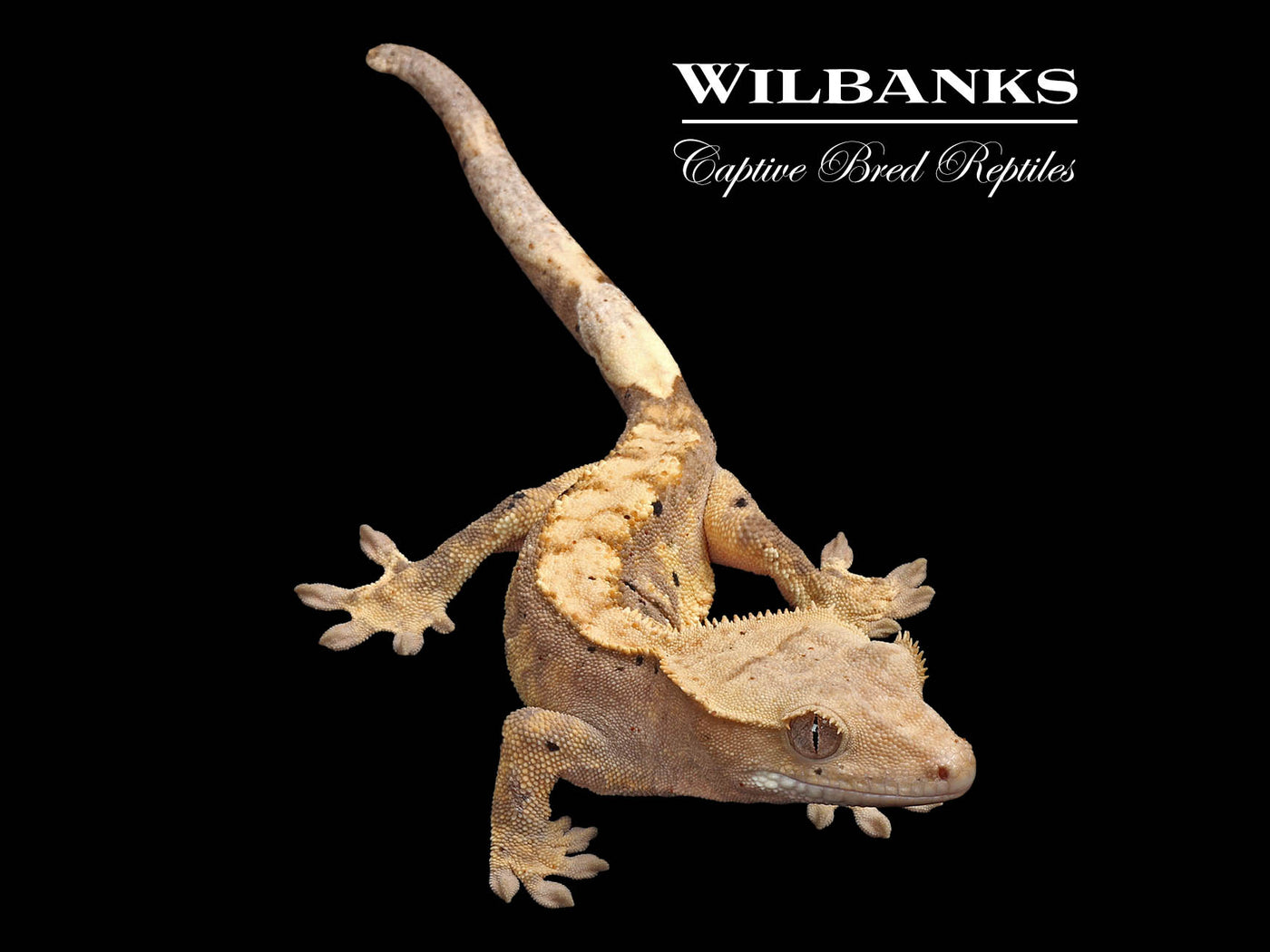 Flame Dalmatian Crested Gecko '24