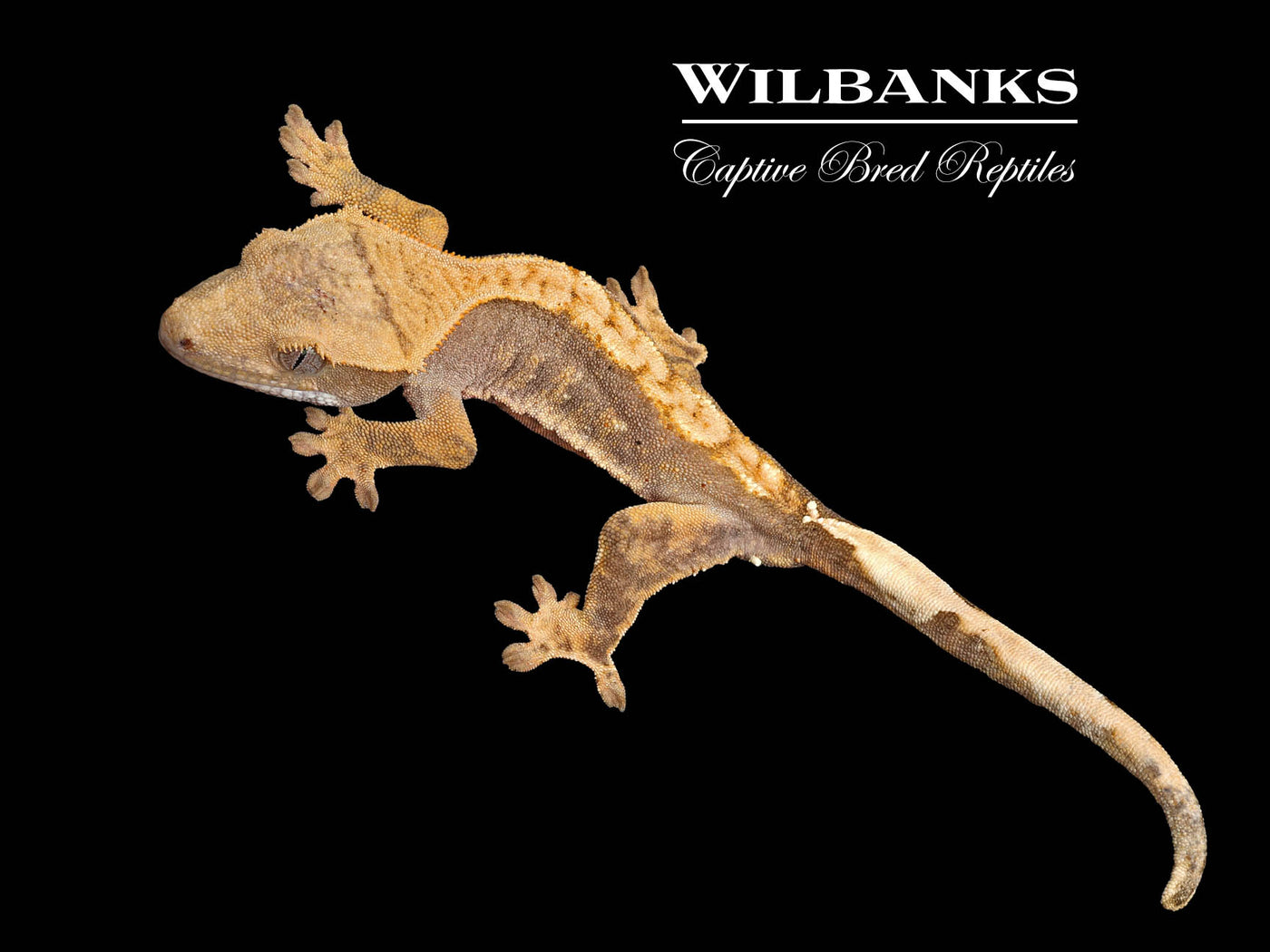 Flame Dalmatian Crested Gecko '25