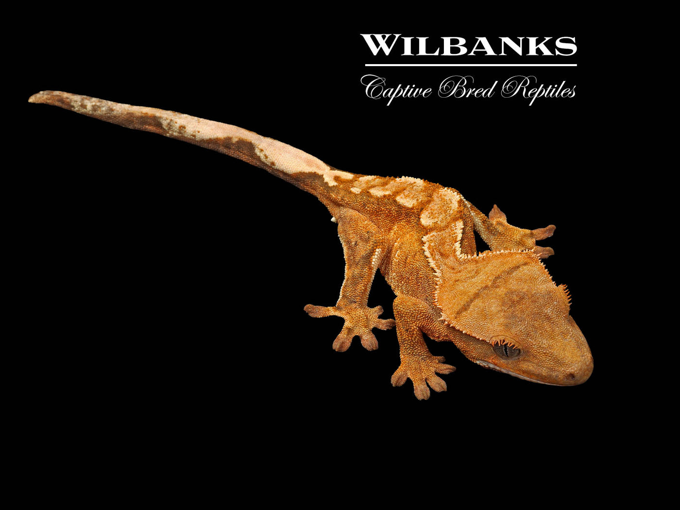 Flame Dalmatian Crested Gecko '25