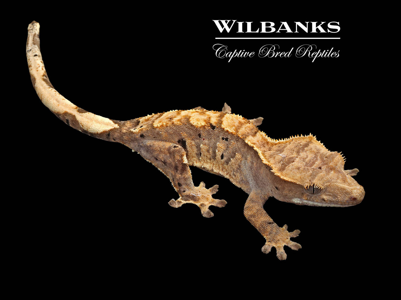 Flame Dalmatian Crested Gecko '25