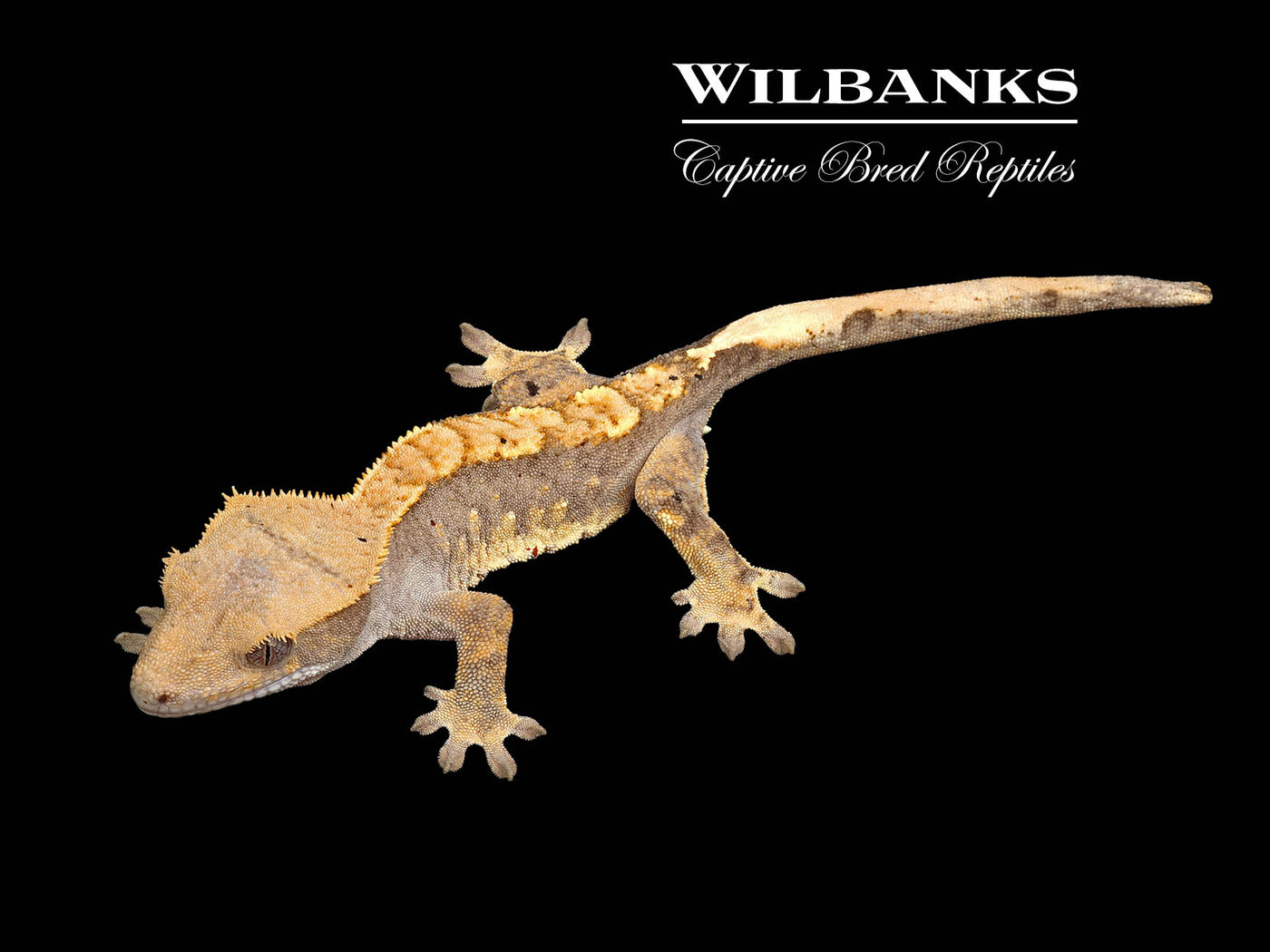 Flame Dalmatian Crested Gecko '25