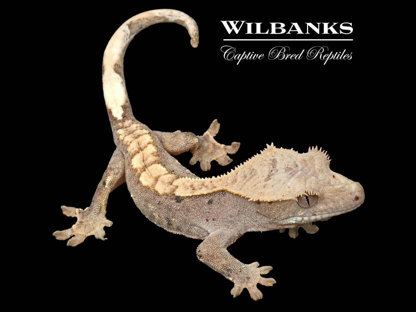 Flame Dalmatian Crested Gecko '25