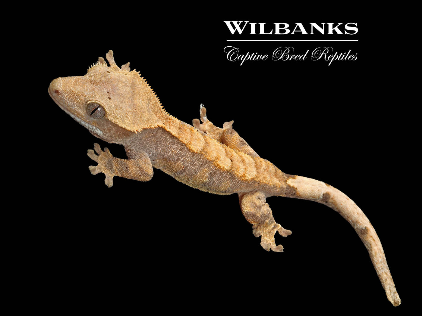 Flame Dalmatian Crested Gecko '25