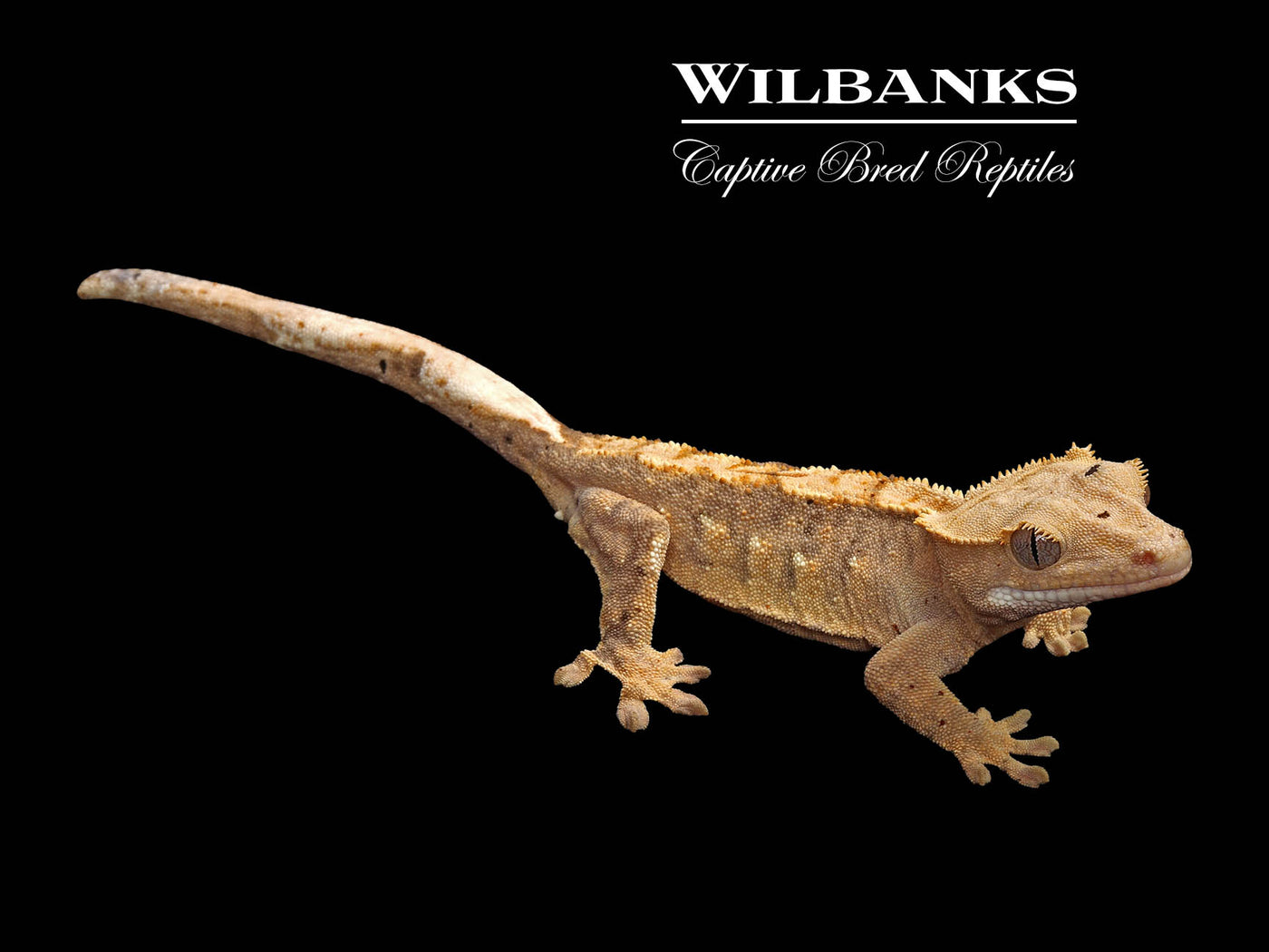 Flame Dalmatian Crested Gecko '24