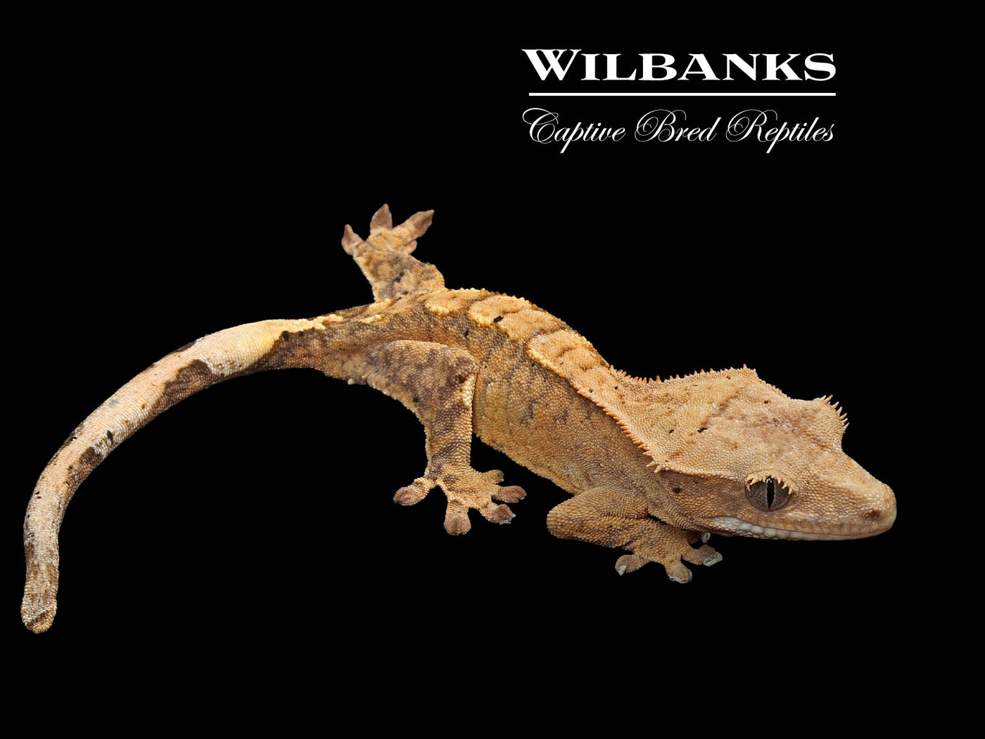 Flame Dalmatian Crested Gecko '25