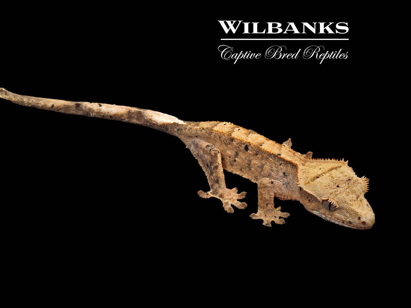 Flame Dalmatian Crested Gecko '25