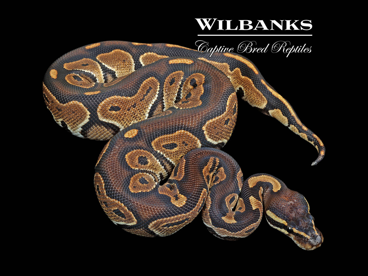Blackhead Special Ball Python ♂ '24