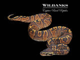 GHI Yellow Belly or Asphalt Ball Python ♀ '25
