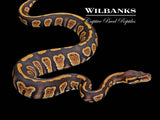 Stranger 100% Het. Orange Crush Ball Python ♀ '25