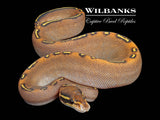 GHI Freeway Ball Python ♀ '25