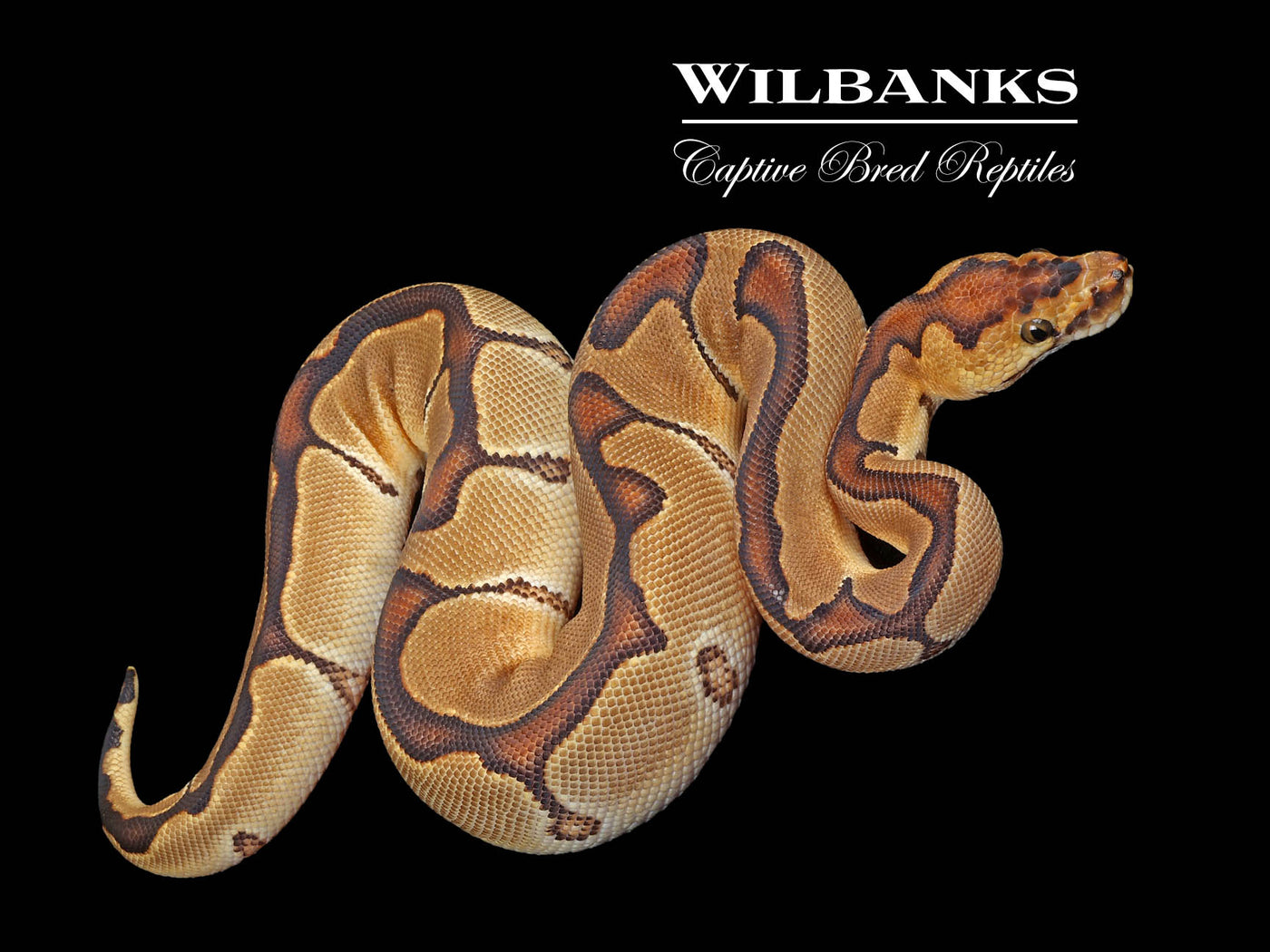 Enchi Clown Ball Python ♀ '24