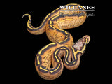 Pastel Freeway Ball Python ♂ '25