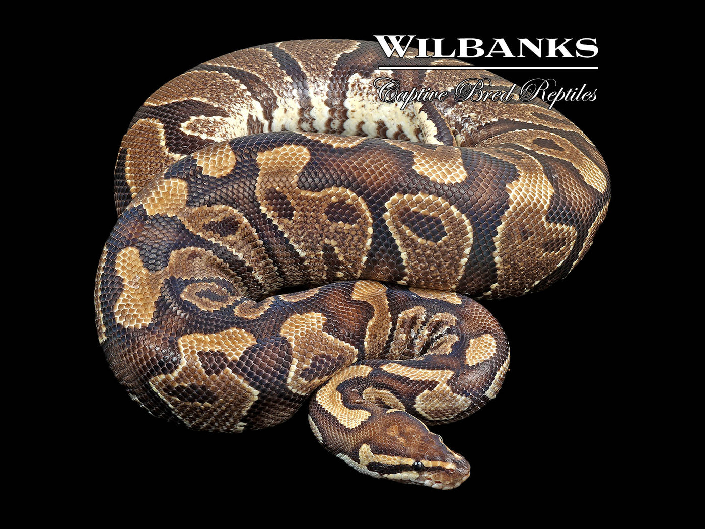 Yellow Belly (Proven Breeder) Ball Python ♀ '17