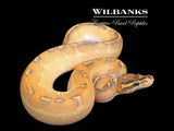 Orange Dream Highway Ball Python ♀ '25