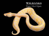 Candy Ball Python ♂ '25