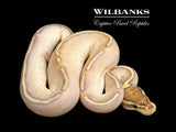 Butter Highway Ball Python ♂ '25