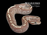 Mojave GHI Fire Ball Python ♂ '25