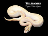 Enchi Ivory 100% Het. Orange Crush Ball Python ♂ '25