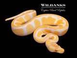 Lavender Blackhead Orange Dream 100% Het. Pied Ball Python ♂ '25