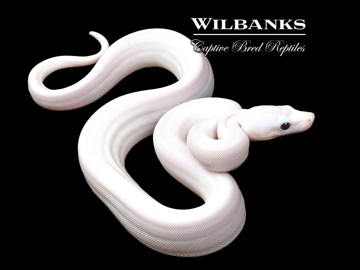 Super Fire 100% Het. Albino T+ VPI Boa Constrictor ♂ '25
