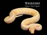 Candy Ball Python ♂ '25