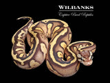 FireFly Stranger 100% Het. Pied Ball Python ♂ '25