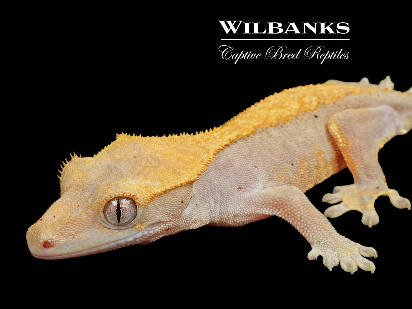Fire (100% Guaranteed Het. Black Eyed Leucistic) Crested Gecko ♂ '24