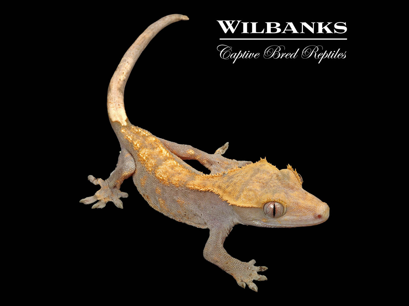 Fire (100% Guaranteed Het. Black Eyed Leucistic) Crested Gecko ♂ '24