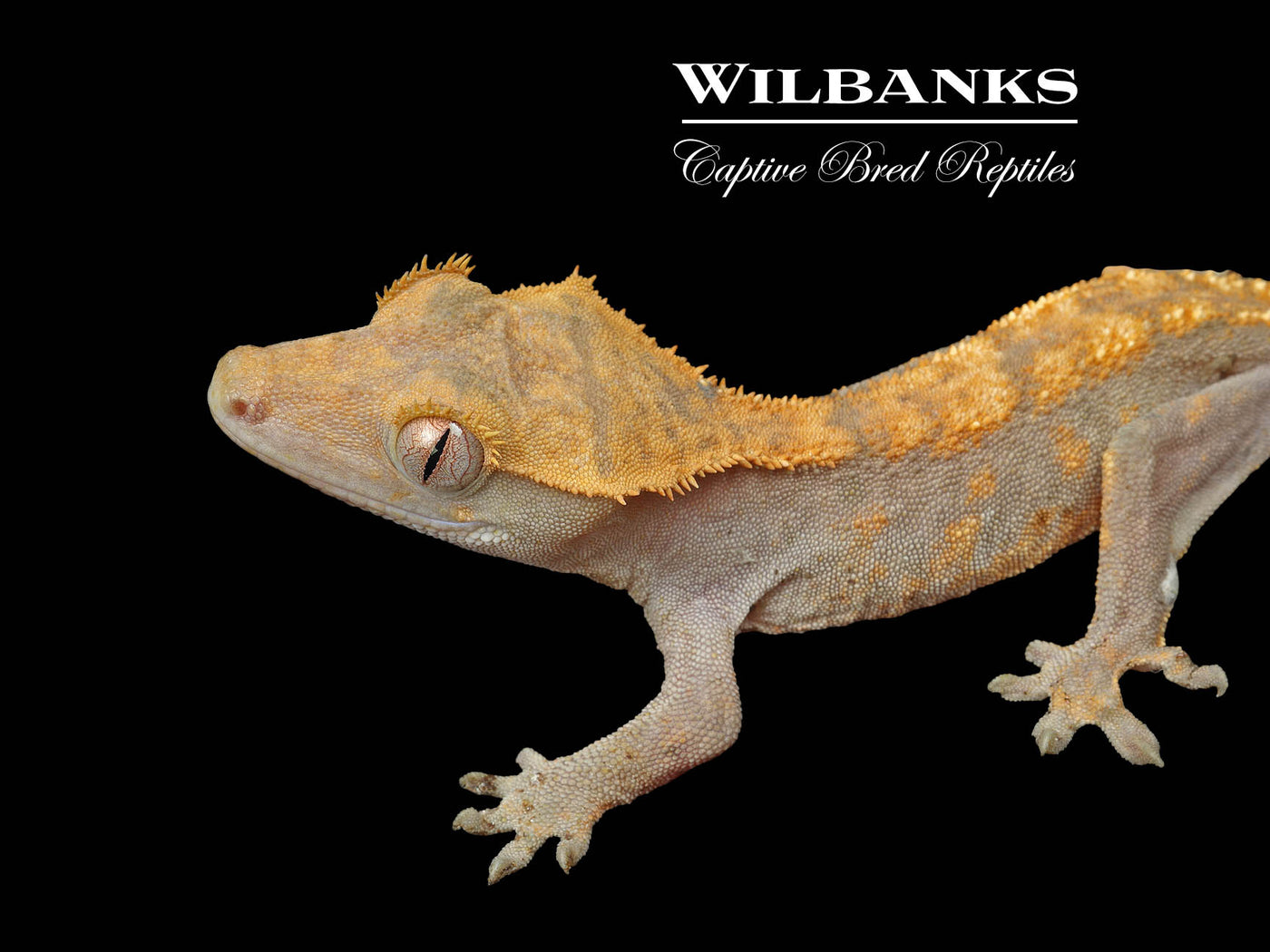 Fire (100% Guaranteed Het. Black Eyed Leucistic) Crested Gecko ♂ '24
