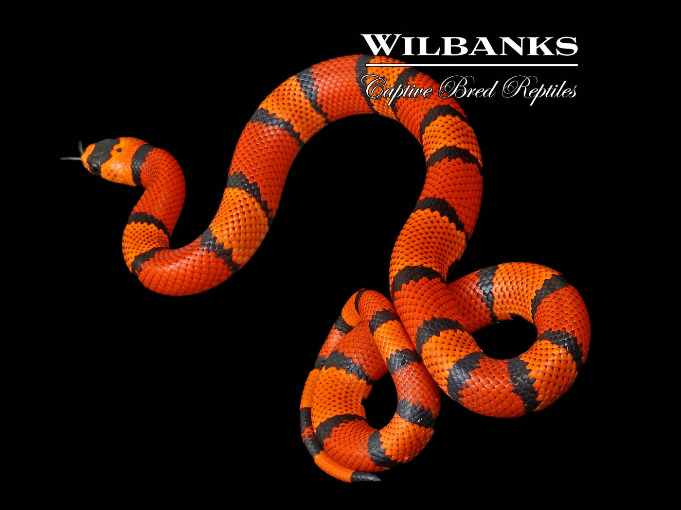 Crazy Line Tangerine Honduran Milksnake ♂ '24