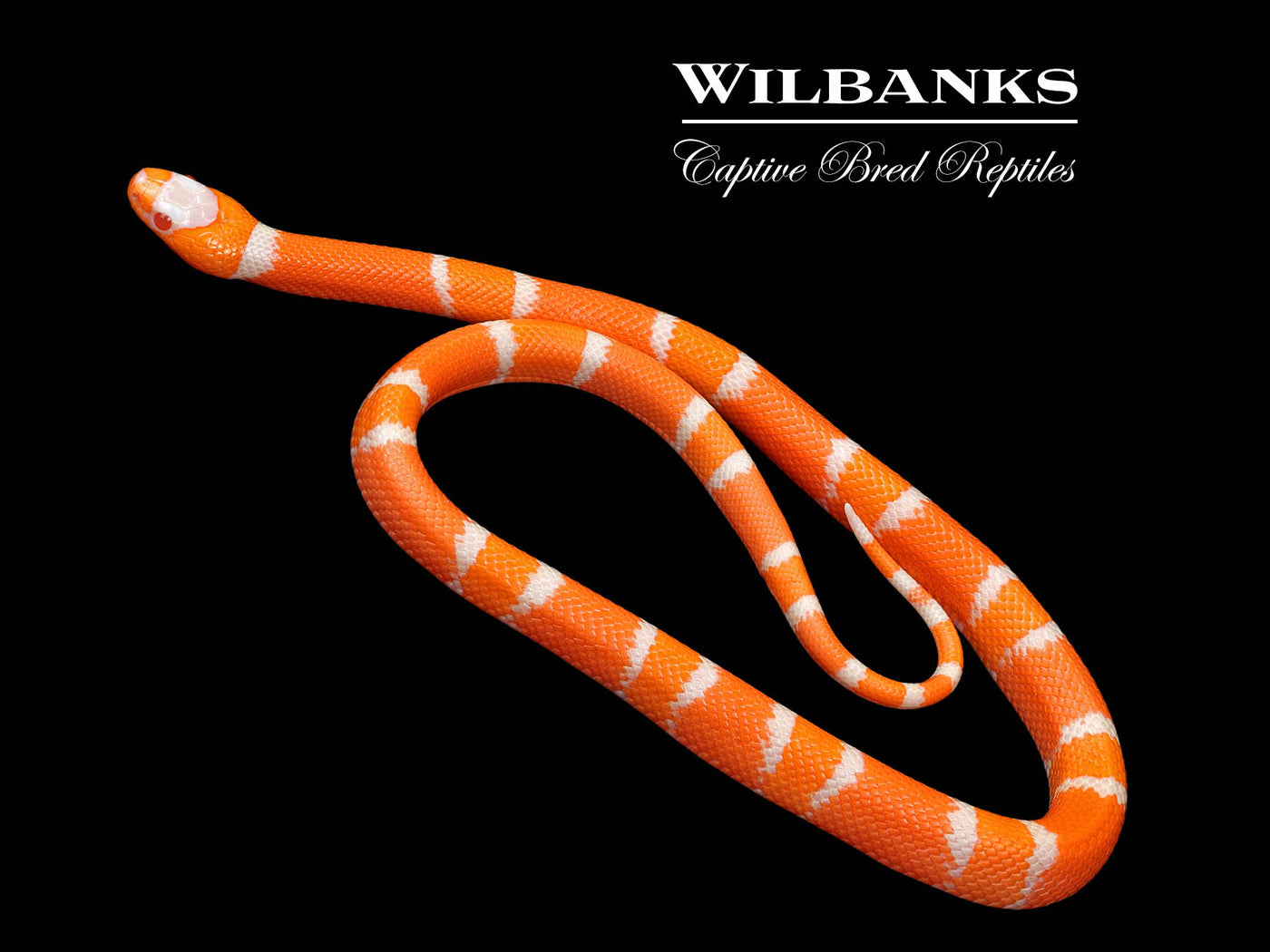 Crazy Line Albino Tangerine Honduran Milksnake ♂ '24