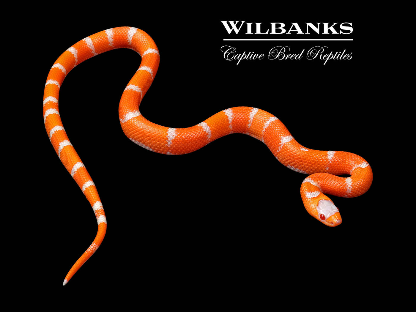 Crazy Line Albino Tangerine Honduran Milksnake ♀ '24