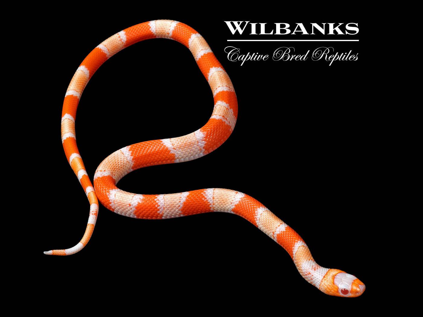 Crazy Line Albino Tri-color Honduran Milksnake ♂ '24