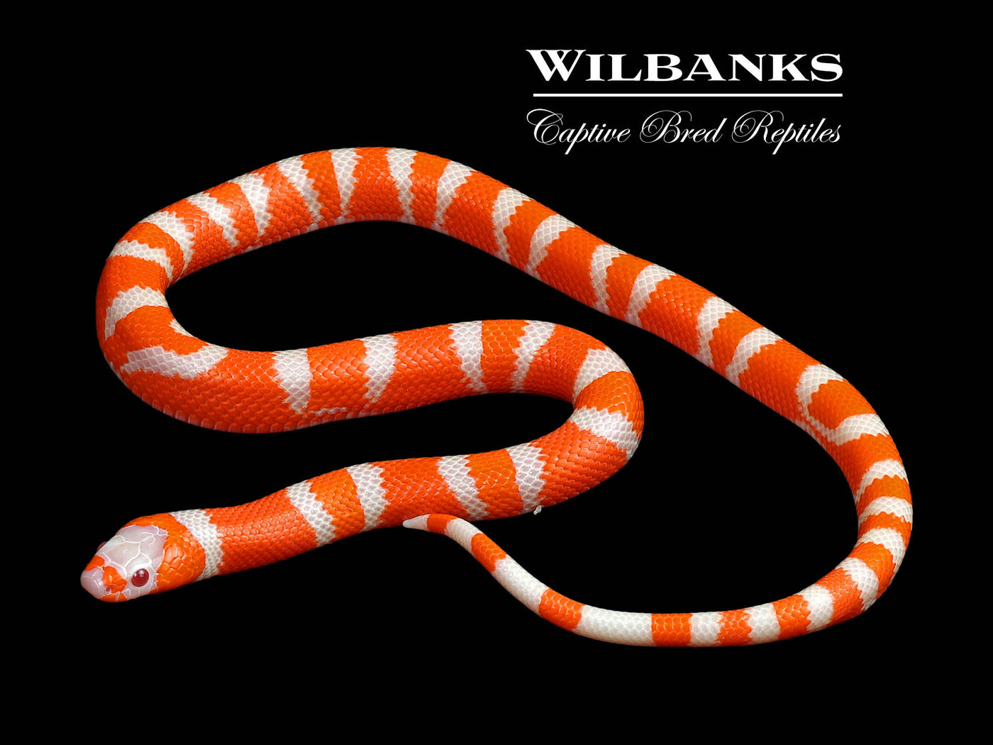 Crazy Line Albino Tangerine Honduran Milksnake ♂ '24