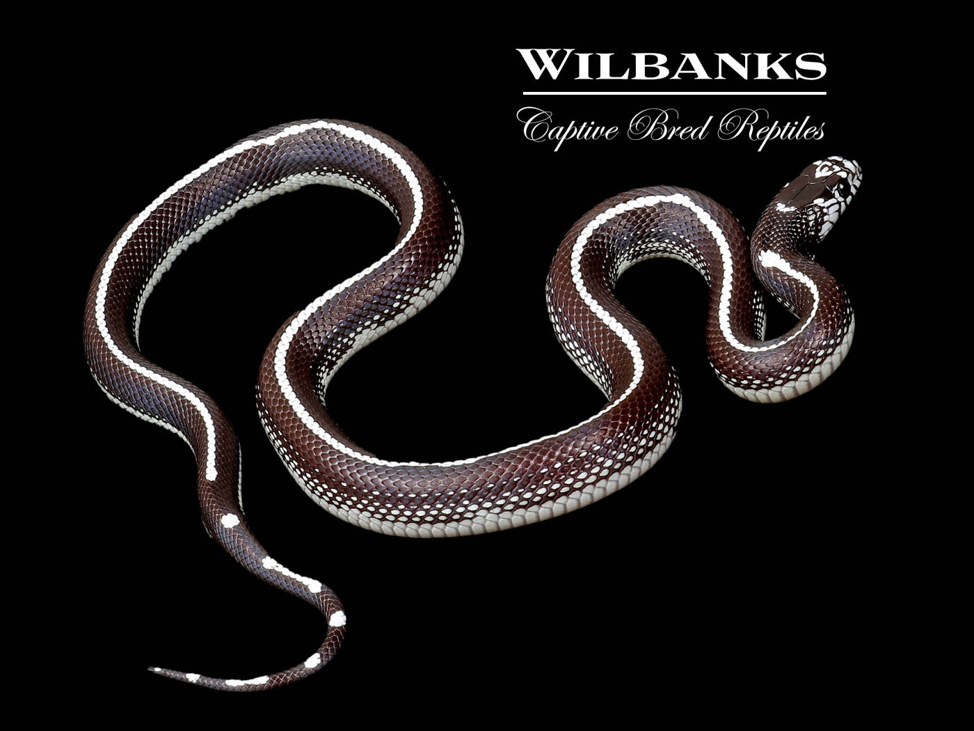 California Kingsnake ♀ '24
