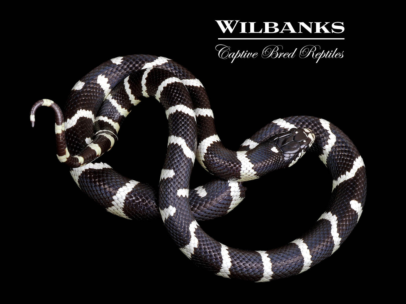 California Kingsnake ♀ '24
