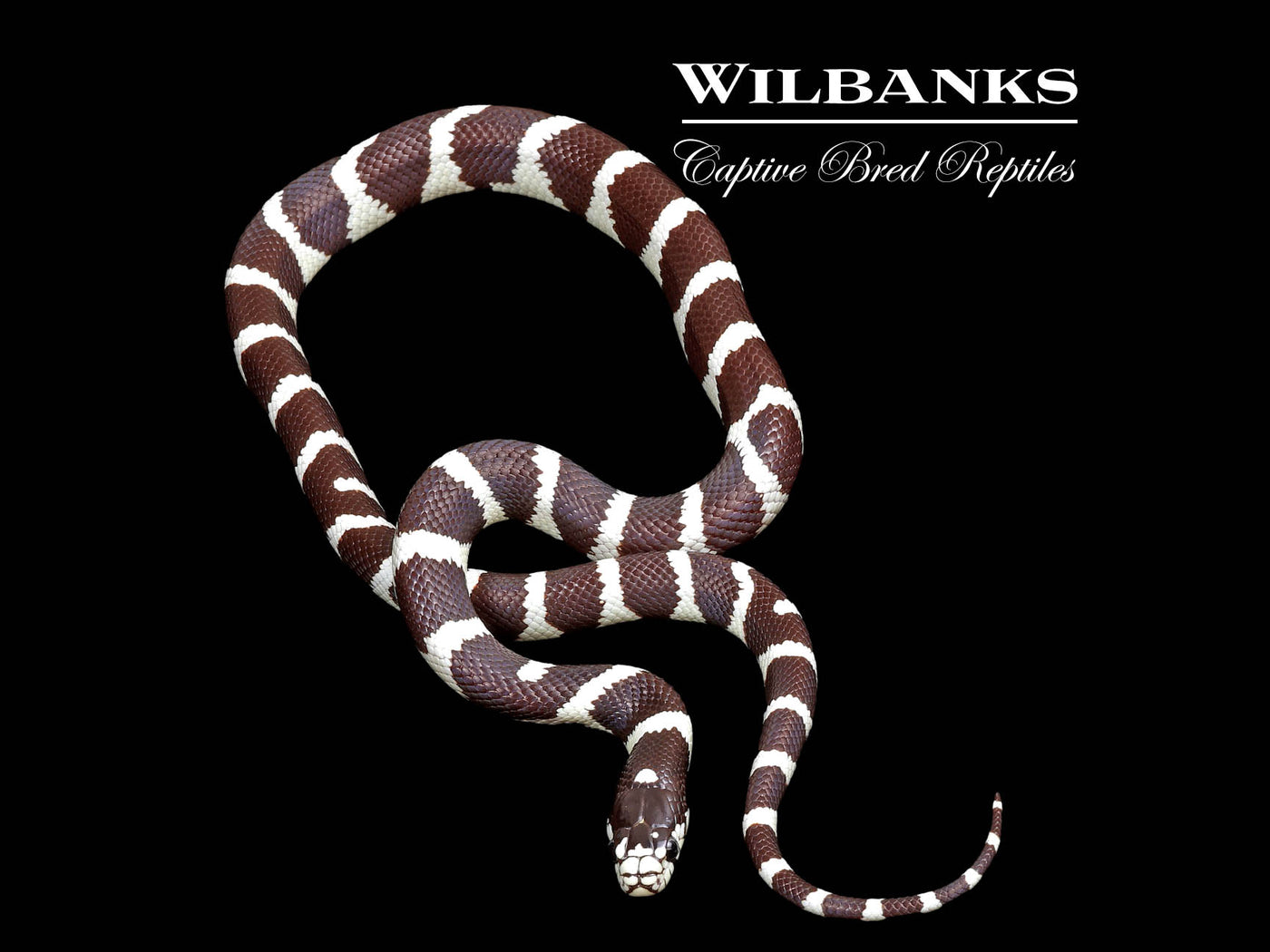 California Kingsnake ♀ '24