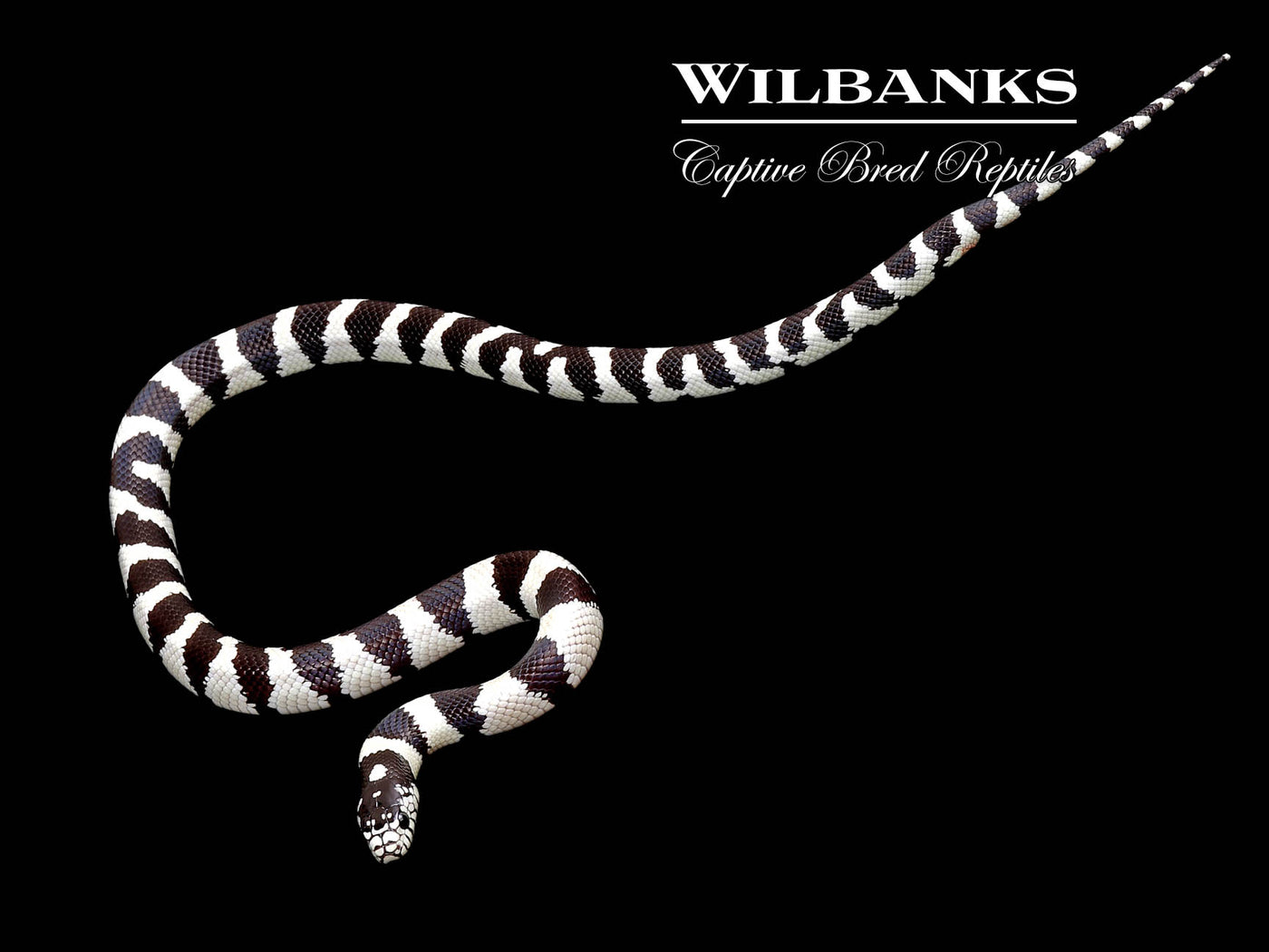 California Kingsnake ♀ '24