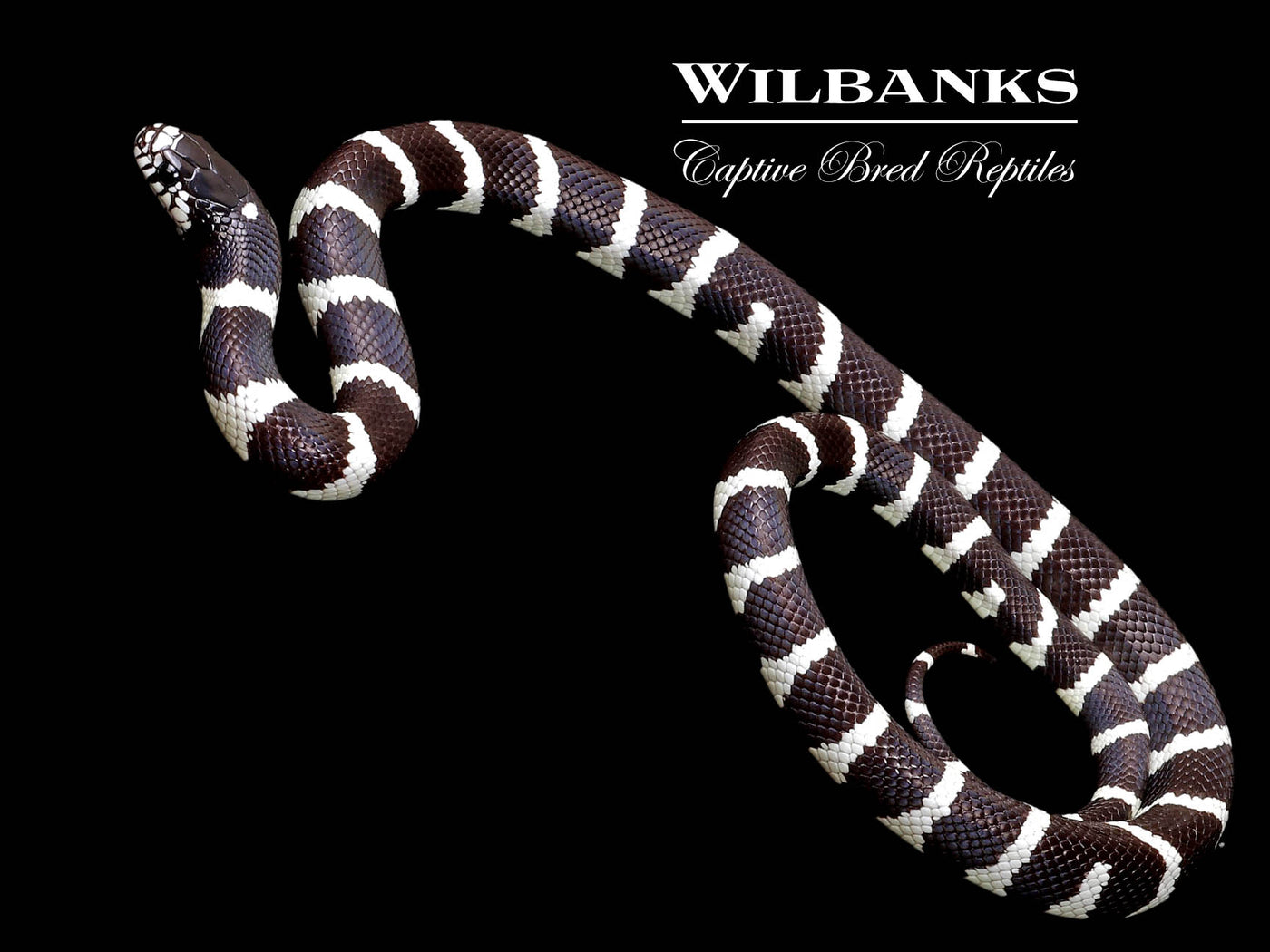 California Kingsnake ♂ '24