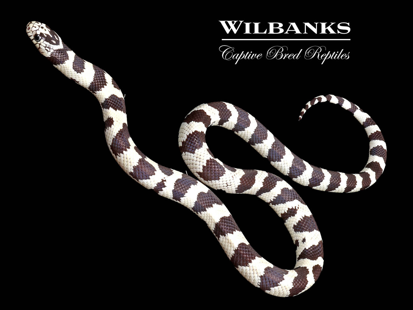 California Kingsnake ♂ '24
