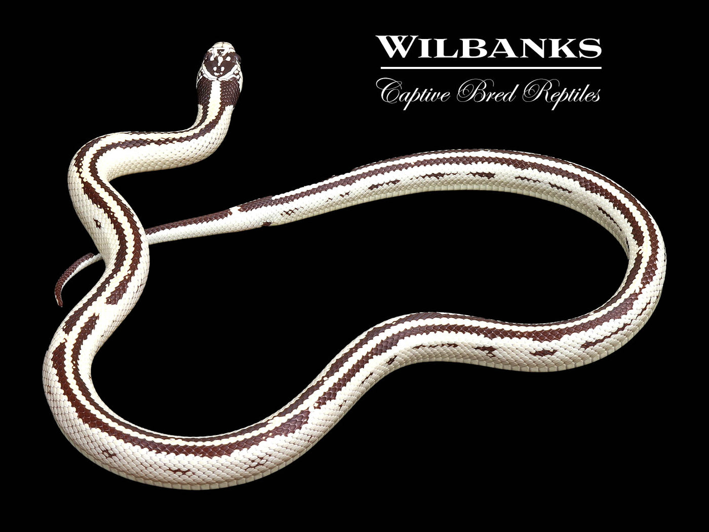 California Kingsnake ♀ '24